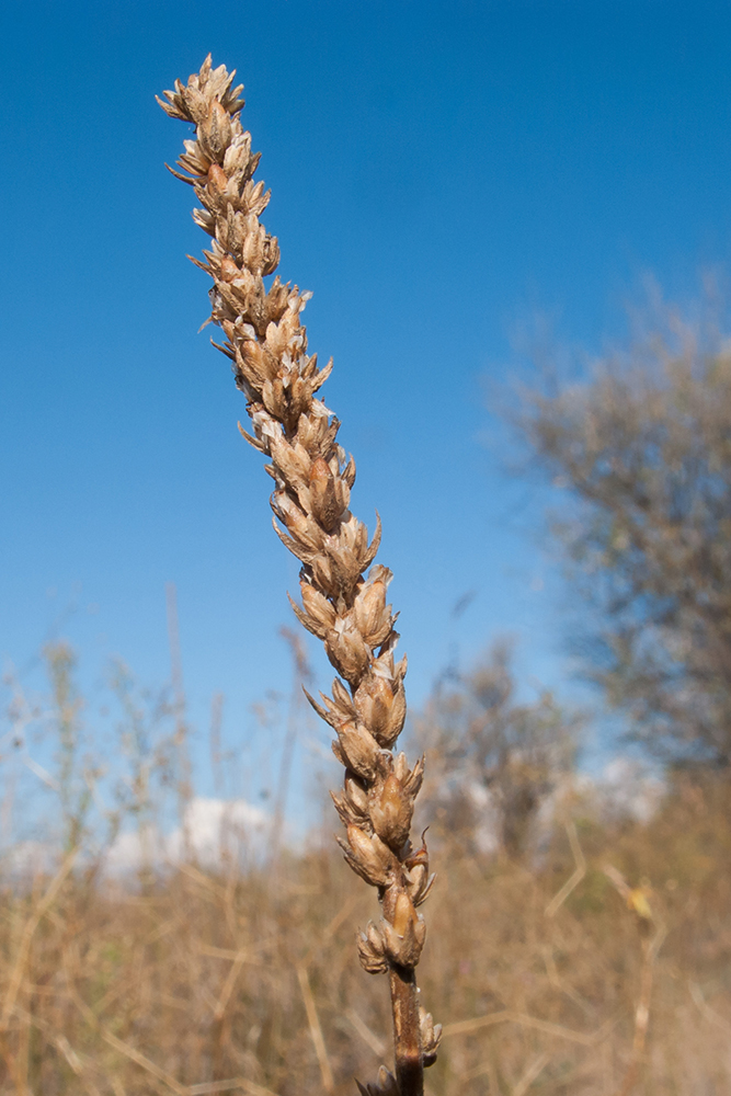 Image of Plantago salsa specimen.