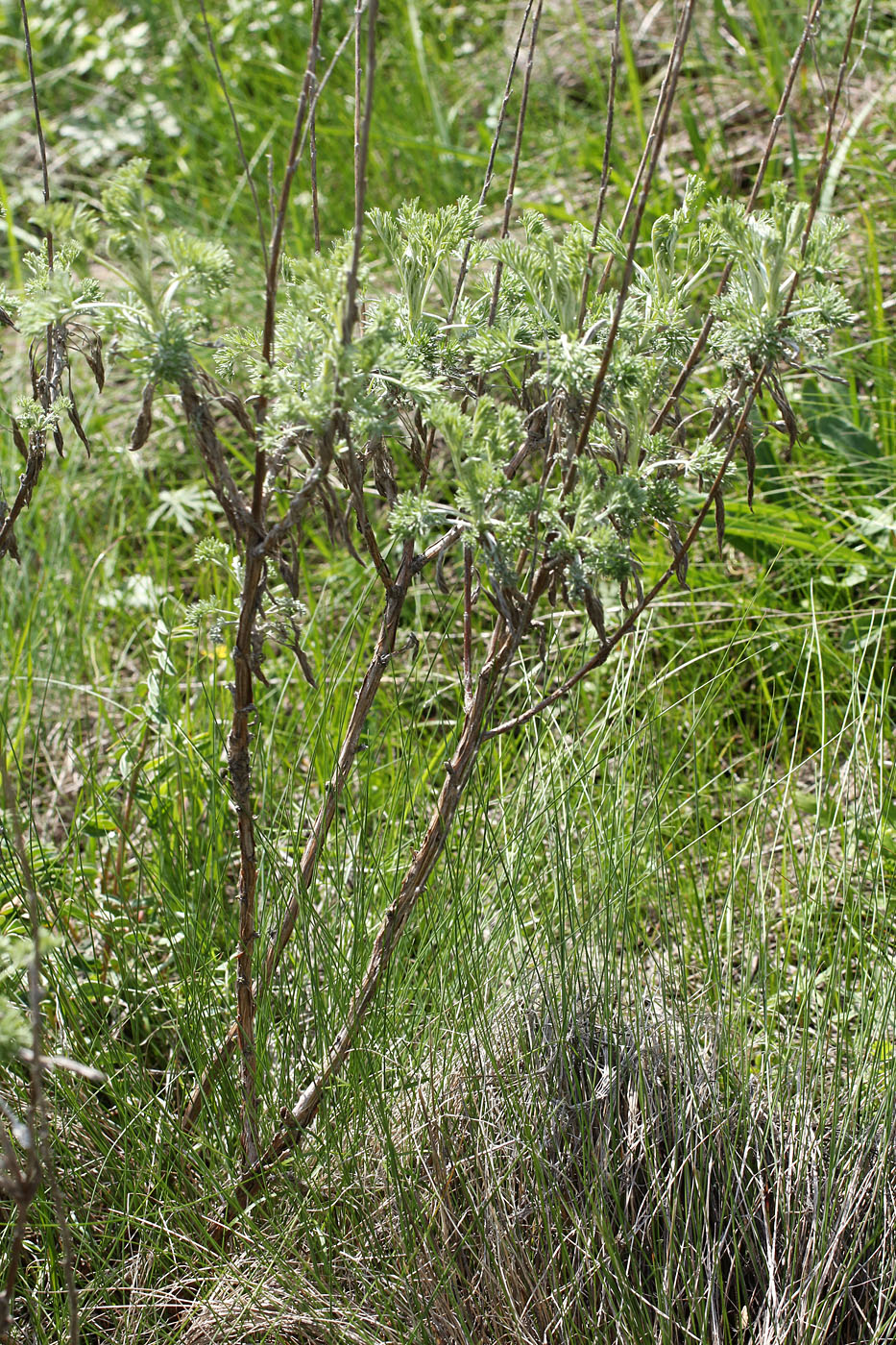 Изображение особи Artemisia stechmanniana.