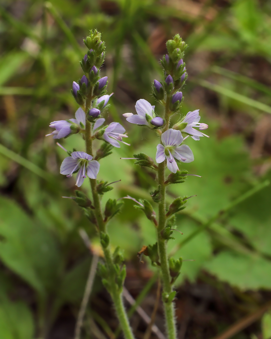 Изображение особи Veronica officinalis.