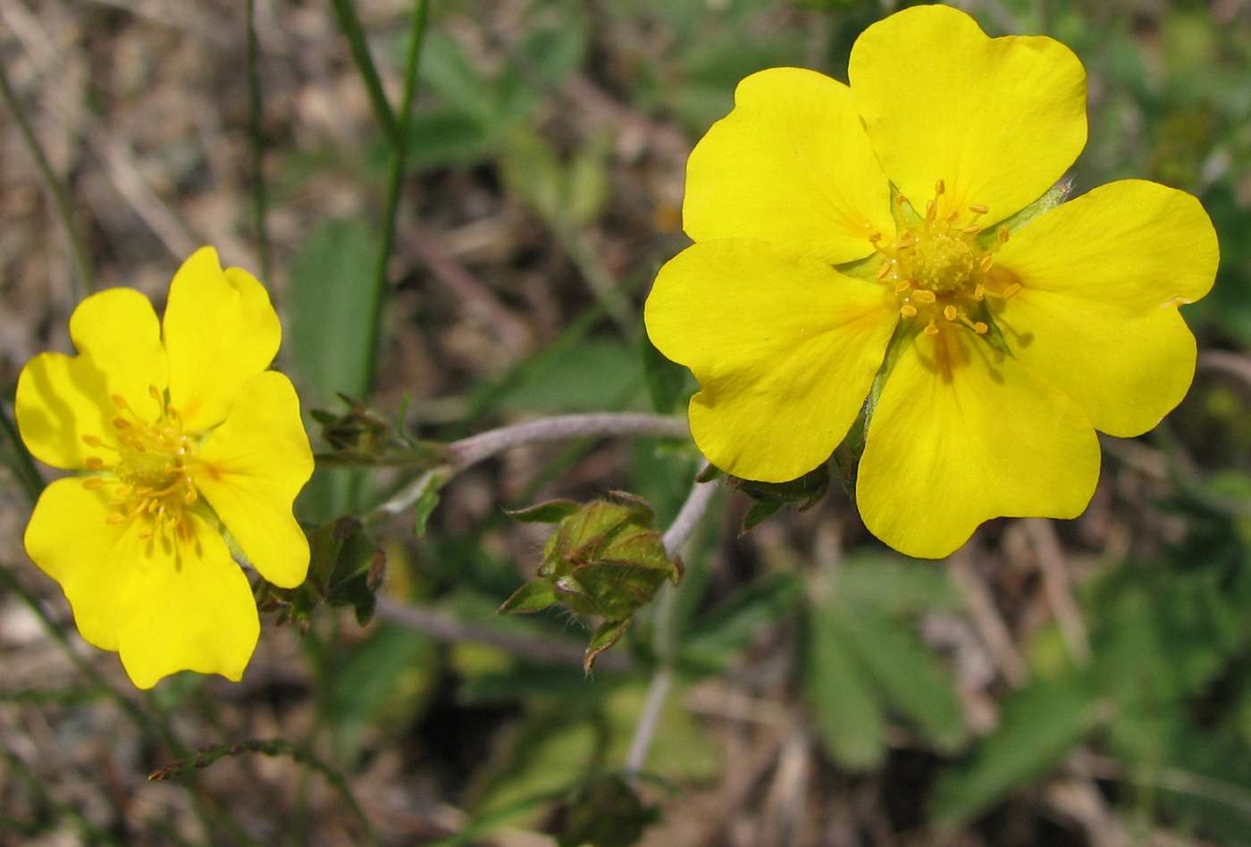 Image of Potentilla evestita specimen.