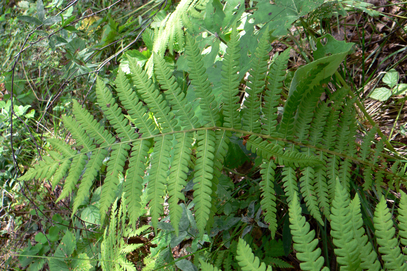 Image of Matteuccia struthiopteris specimen.