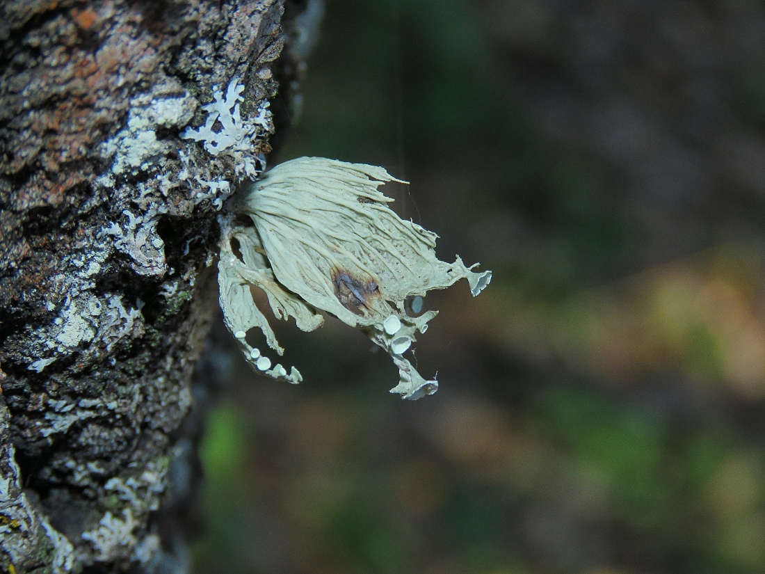 Изображение особи Ramalina sinensis.