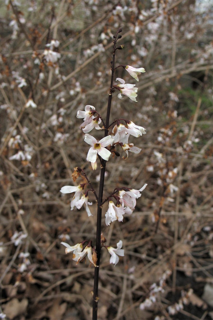 Image of Abeliophyllum distichum specimen.