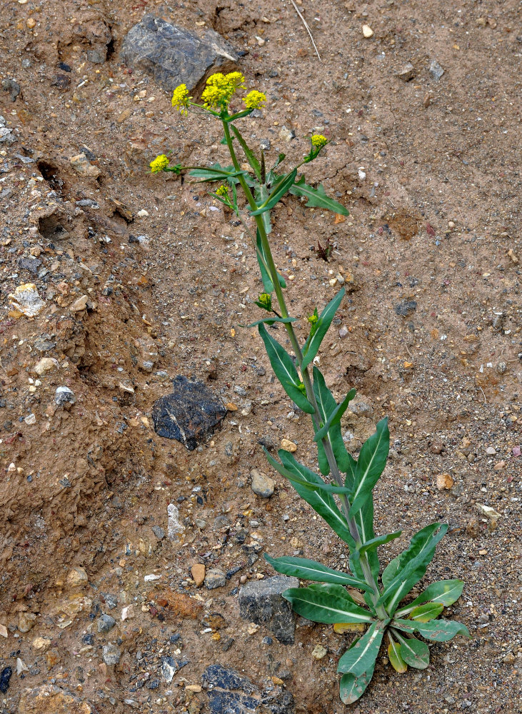 Image of Isatis costata specimen.