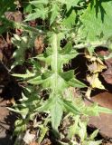 Cirsium vulgare