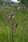 Cirsium palustre