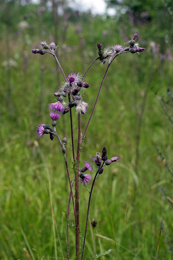 Изображение особи Cirsium palustre.