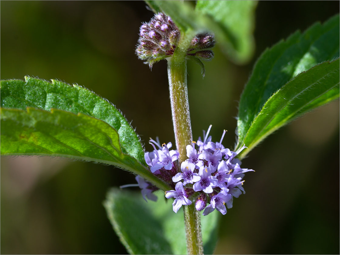 Image of Mentha arvensis specimen.