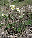 Anemonastrum protractum. Цветущее растение на мелкозёмистом участке среди каменистой россыпи. Казахстан, Туркестанская обл., Толебийский р-н, территория Сайрам-Угамского национального парка; Угамский хр., дол. левого притока р. Сарыайгыр (бас. р. Сайрам-Су), ≈ 2200 м н.у.м. 29.05.2018.