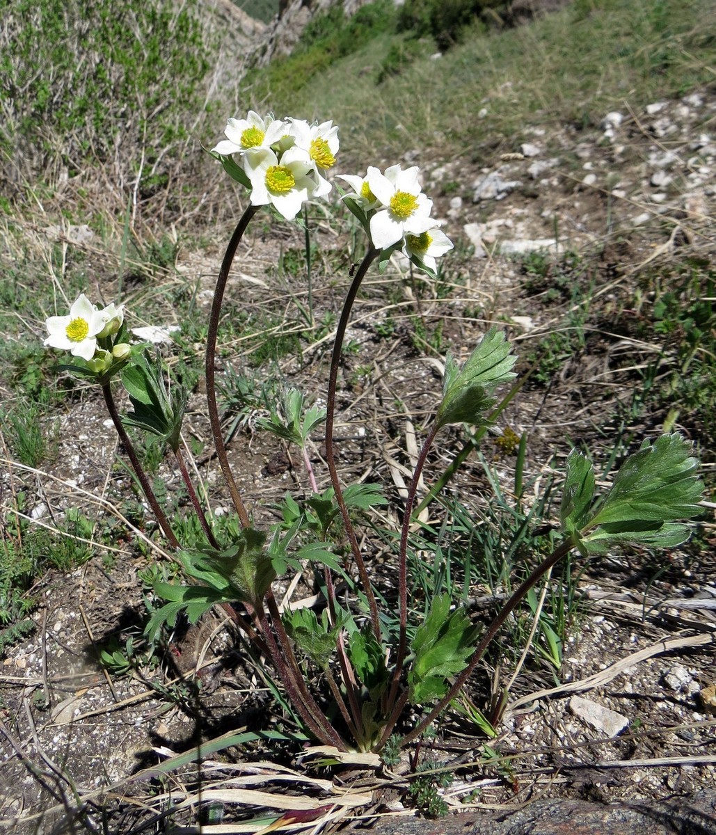 Изображение особи Anemonastrum protractum.