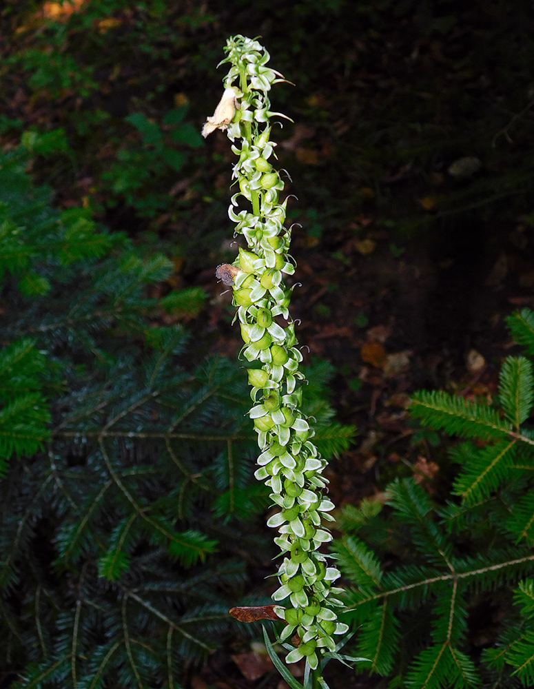 Изображение особи Digitalis schischkinii.