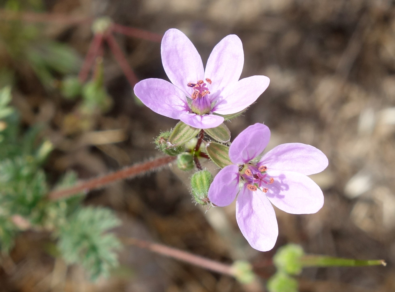 Image of Erodium cicutarium specimen.