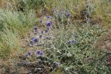 Echinops albicaulis