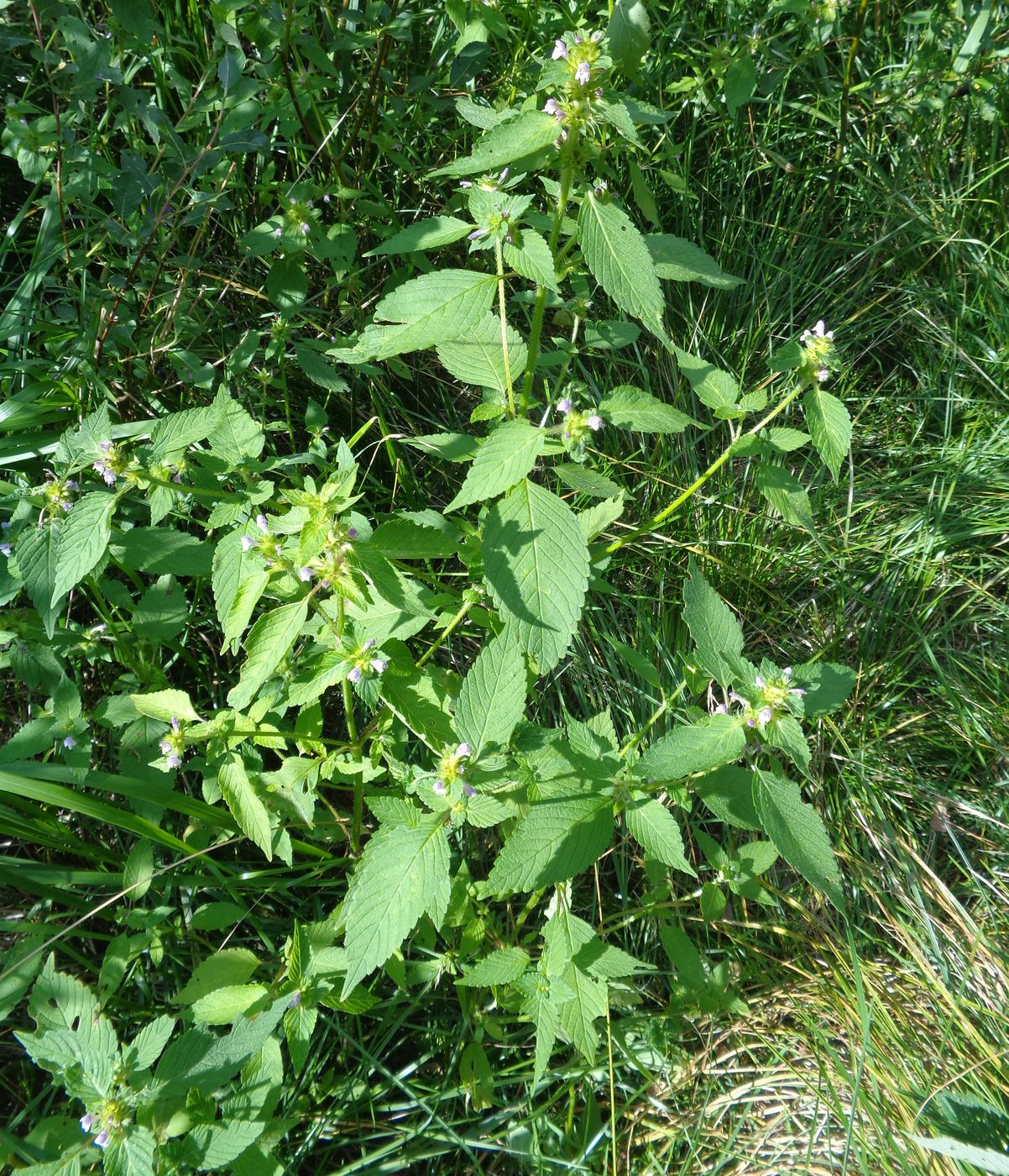 Изображение особи Galeopsis bifida.