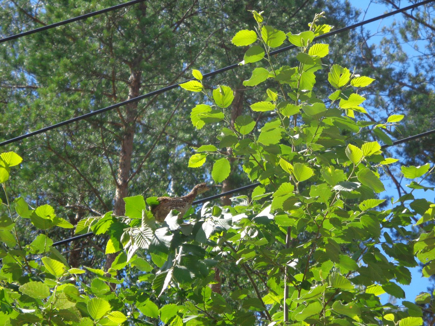 Image of Alnus incana specimen.