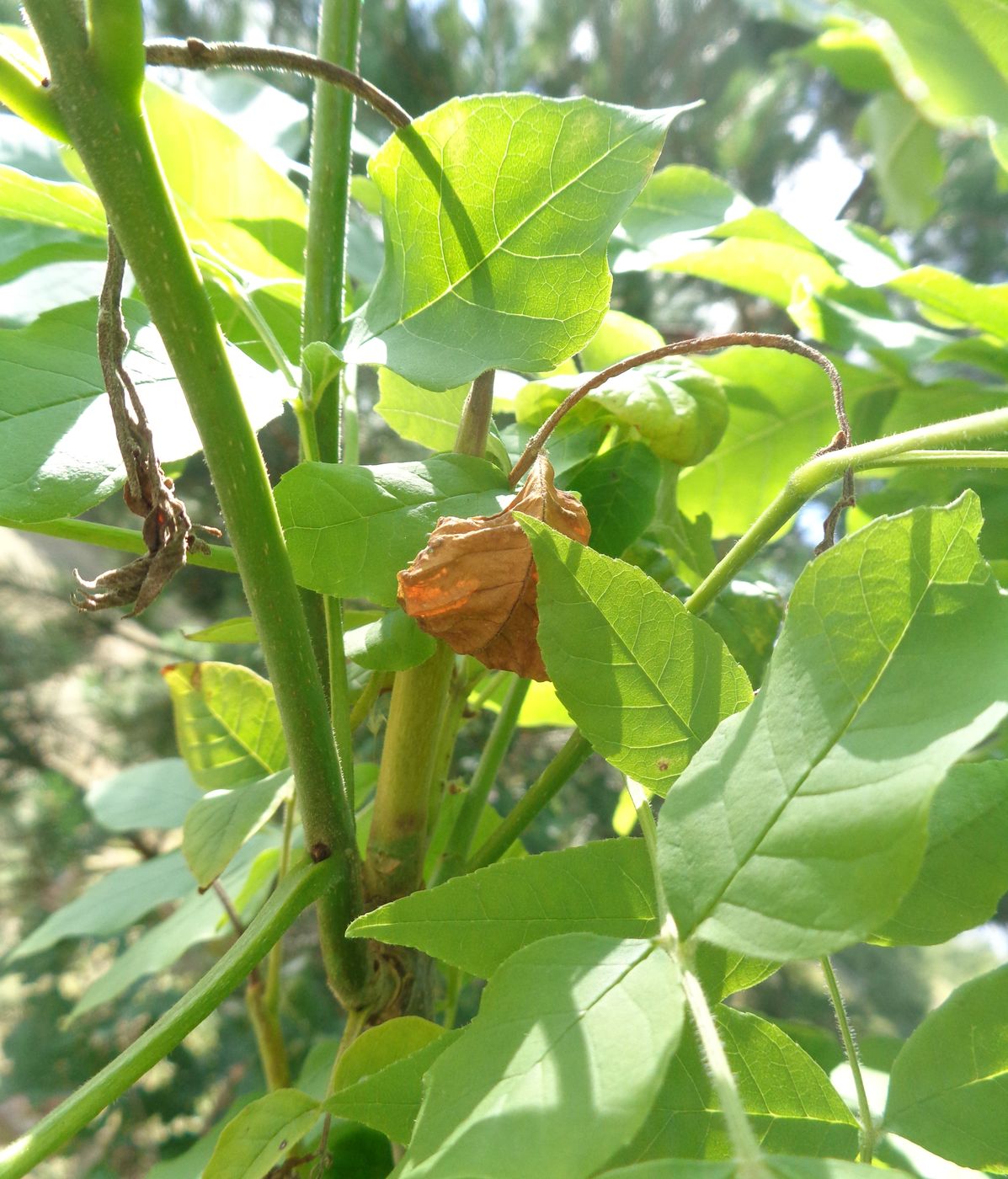 Изображение особи Fraxinus pennsylvanica.