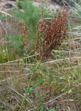 Rumex thyrsiflorus. Верхушка плодоносящего растения. Архангельская обл., Приморский р-н, берег Никольского рукава в дельте р. Сев. Двина. 4 августа 2010 г.