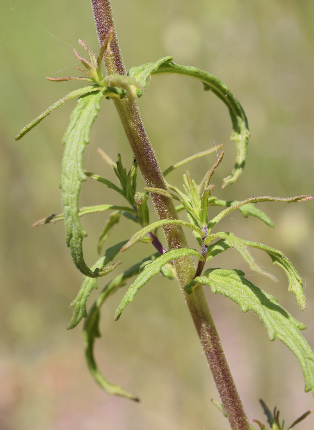 Image of Bellardia trixago specimen.