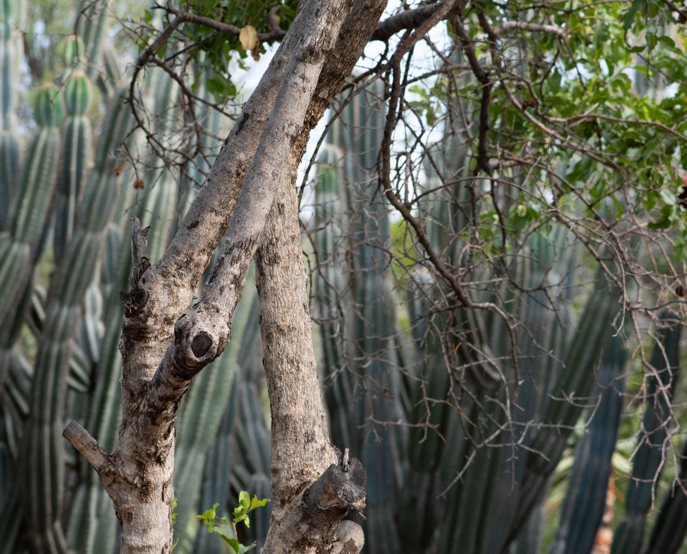 Image of Combretum apiculatum specimen.
