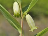 Polygonatum humile. Часть побега с цветками. Приморский край, окр. пос. Дунай, поляна на вершине небольшой сопки. 31.05.2020.