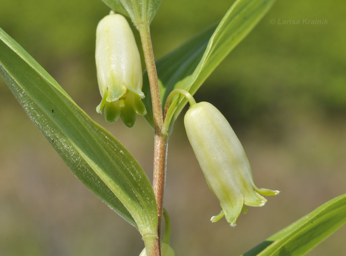 Image of Polygonatum humile specimen.