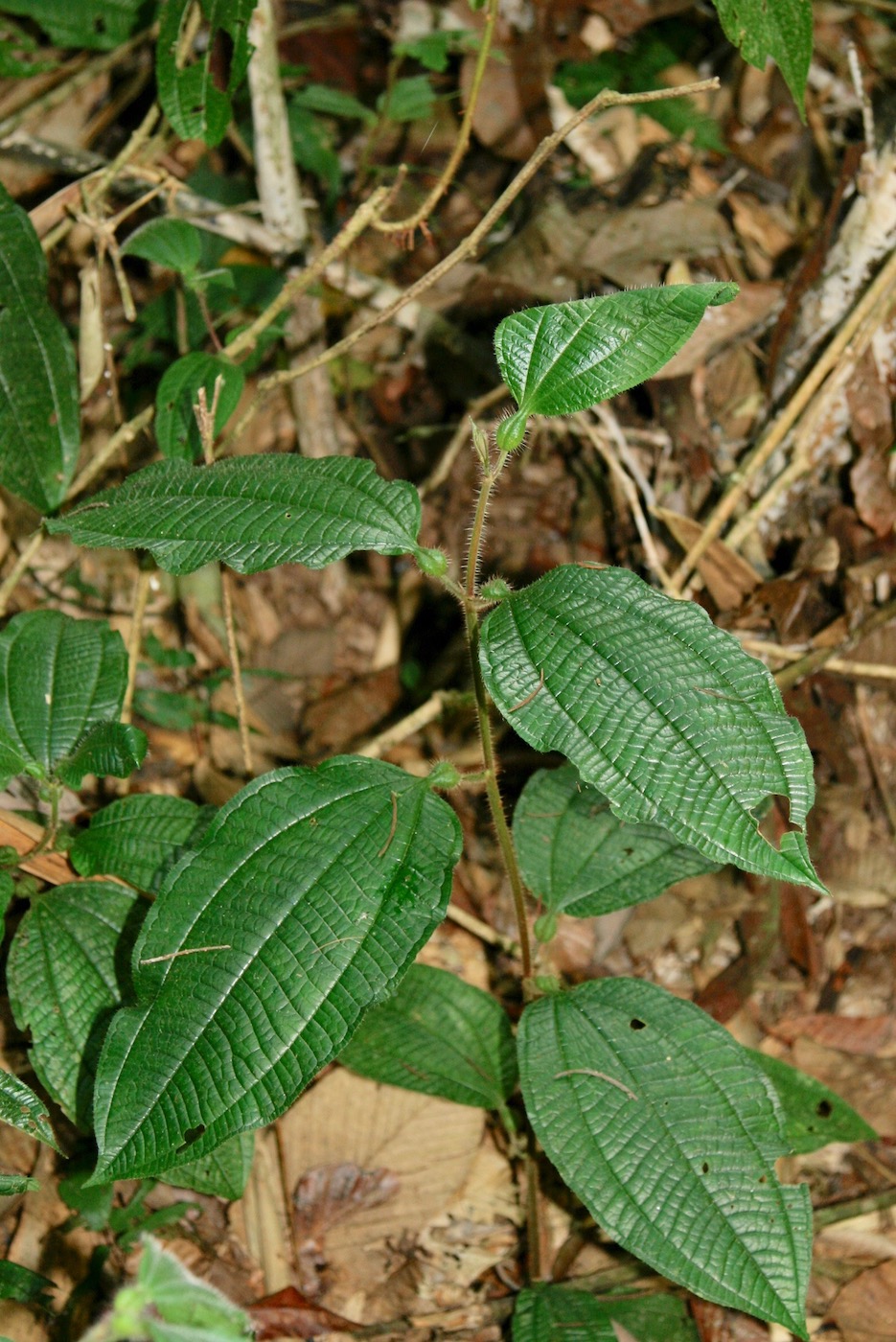 Image of Miconia gonoptera specimen.