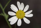 Pyrethrum parthenifolium