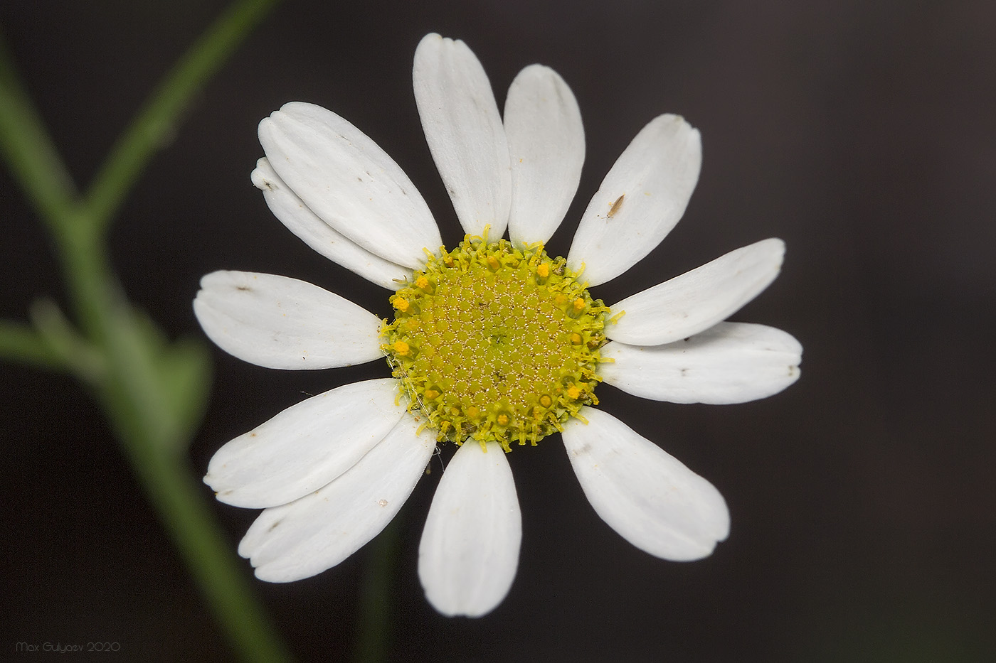 Изображение особи Pyrethrum parthenifolium.