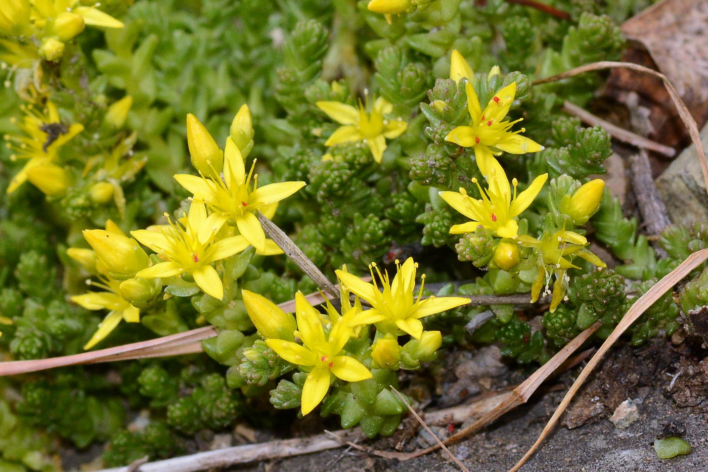 Image of Sedum acre specimen.