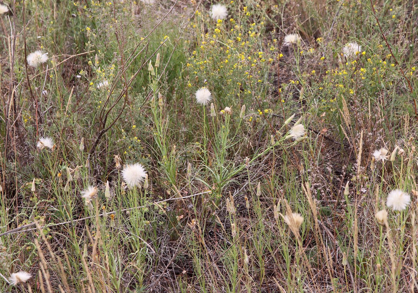 Image of Scorzonera ensifolia specimen.