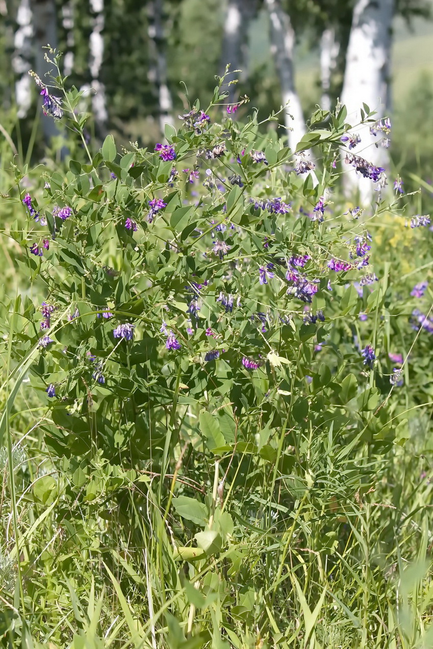 Изображение особи Vicia pseudorobus.