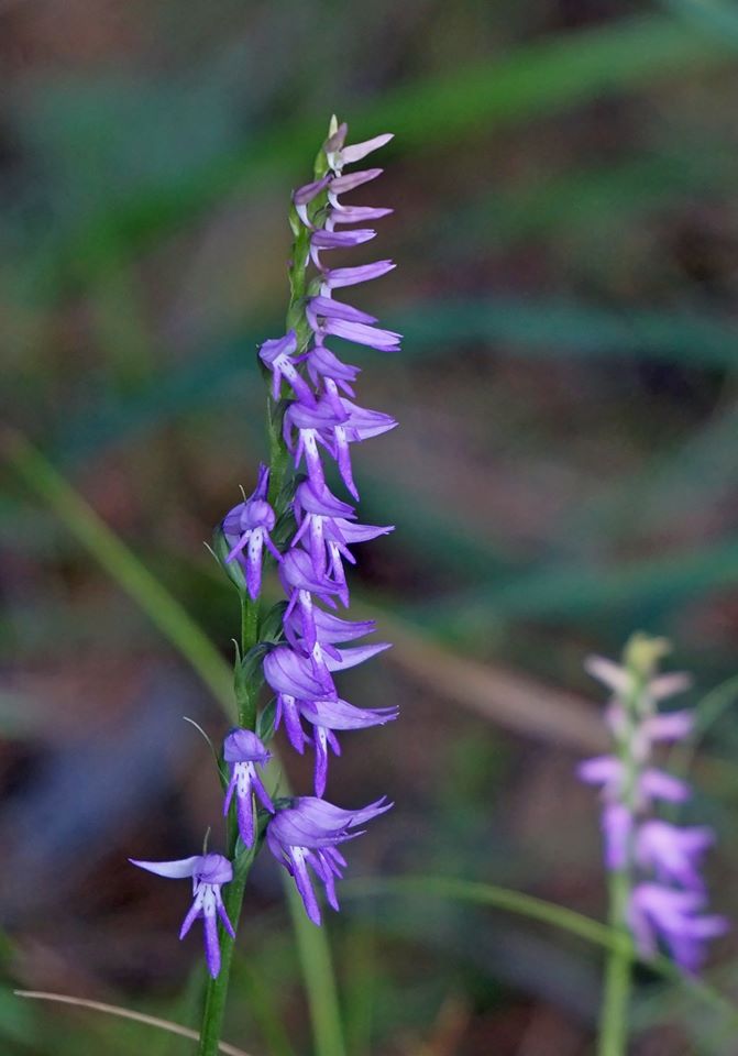 Image of Neottianthe cucullata specimen.