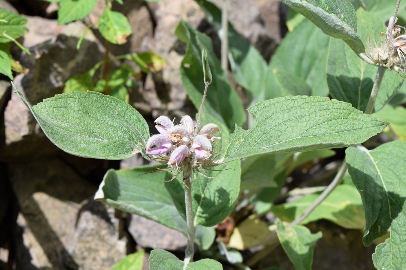 Image of Phlomis sewerzowii specimen.