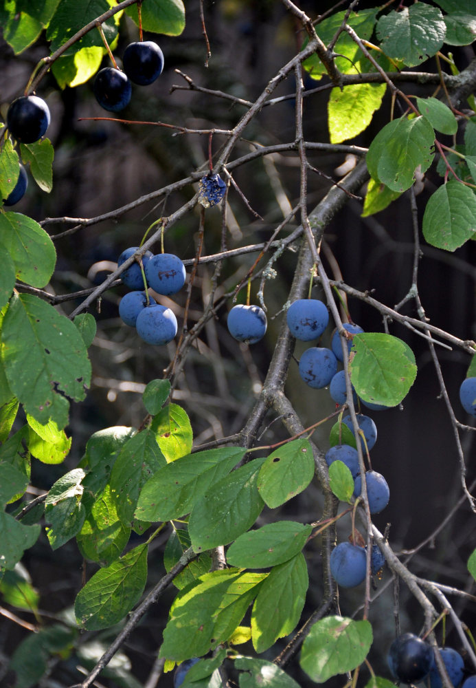 Изображение особи род Prunus.