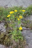 Inula britannica