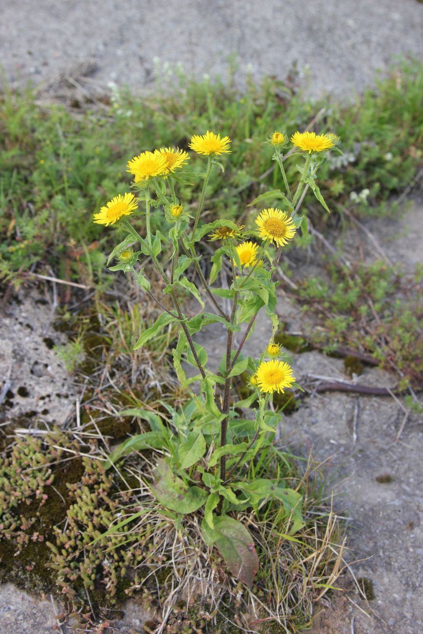 Изображение особи Inula britannica.