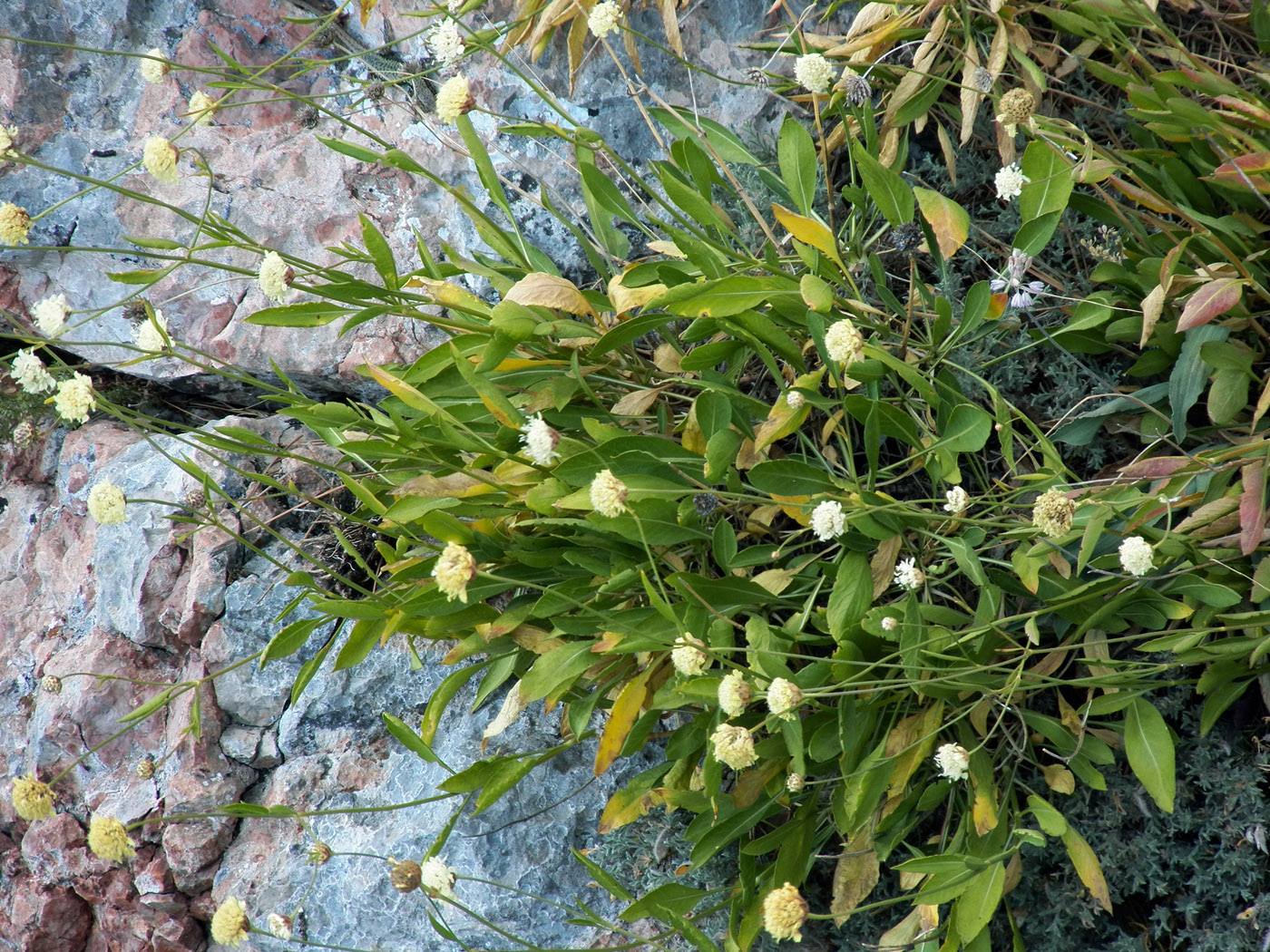 Изображение особи Cephalaria coriacea.