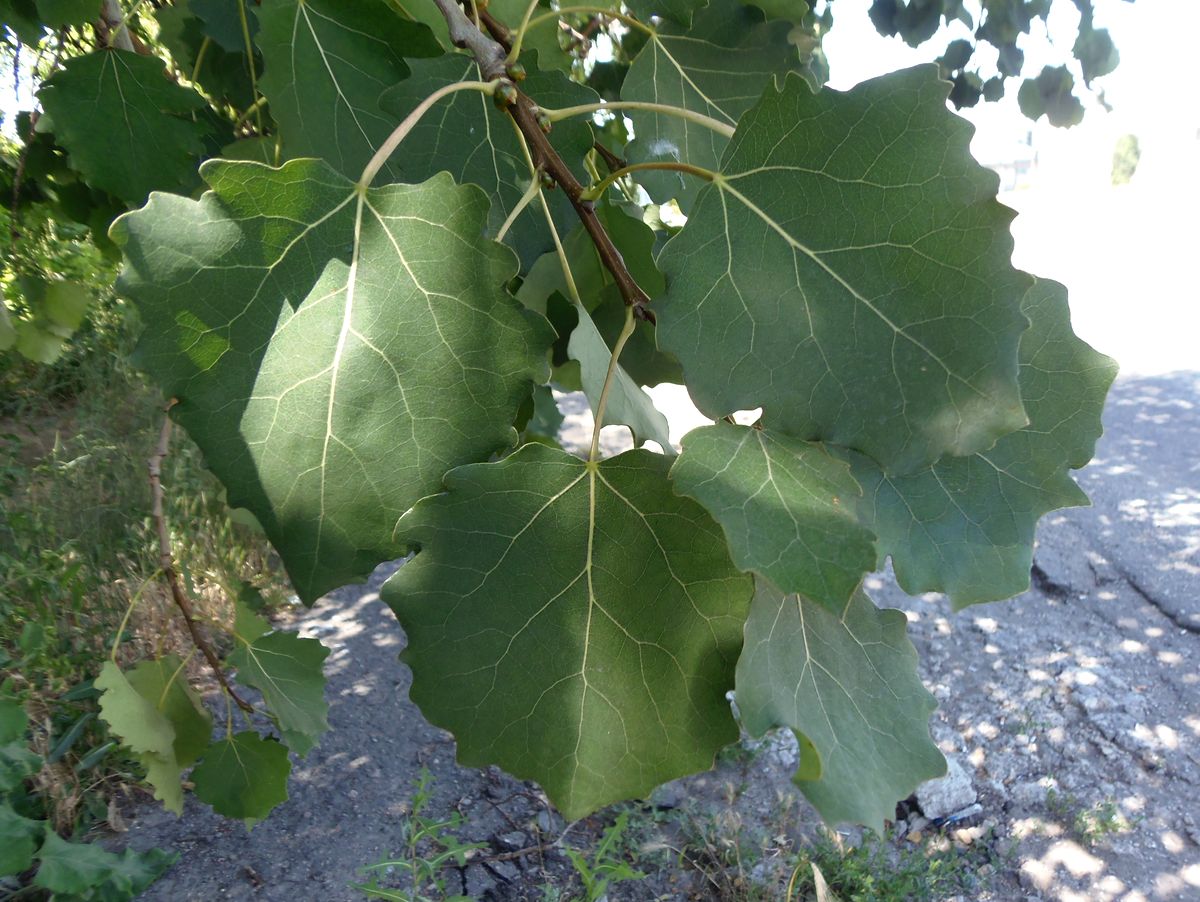 Image of Populus tremula specimen.