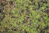genus Thymus