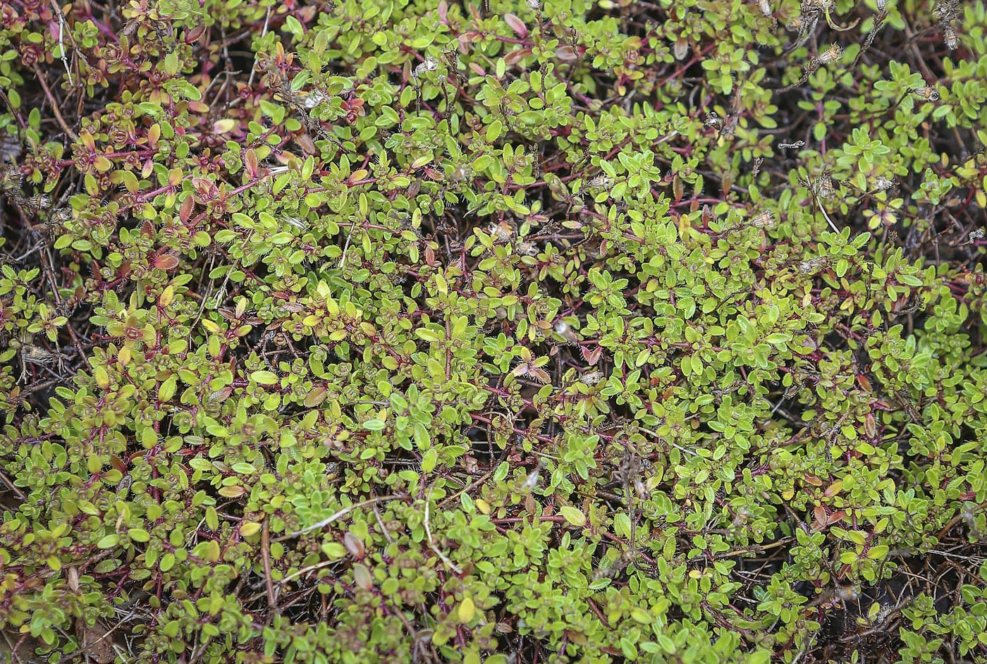 Image of genus Thymus specimen.