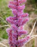 Astilbe chinensis