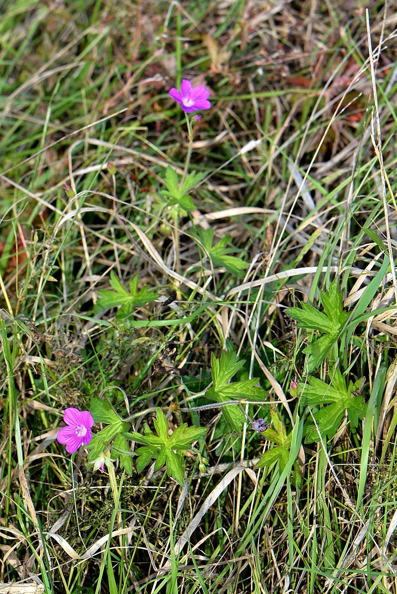 Image of Geranium palustre specimen.