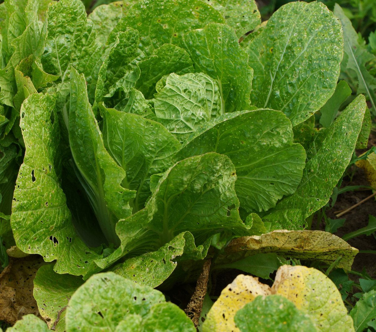 Изображение особи Brassica rapa ssp. pekinensis.