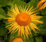 Telekia speciosa