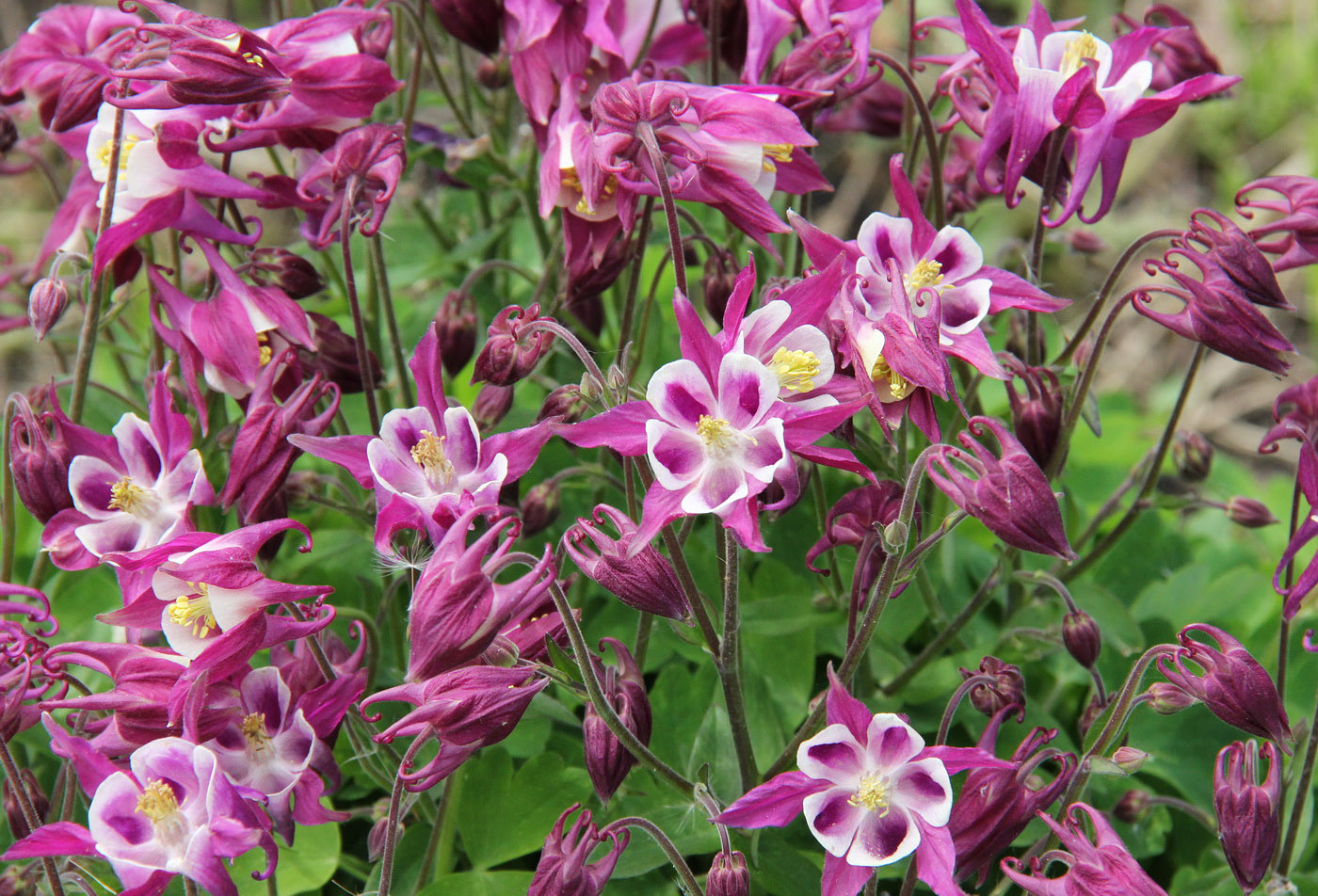 Изображение особи Aquilegia vulgaris.