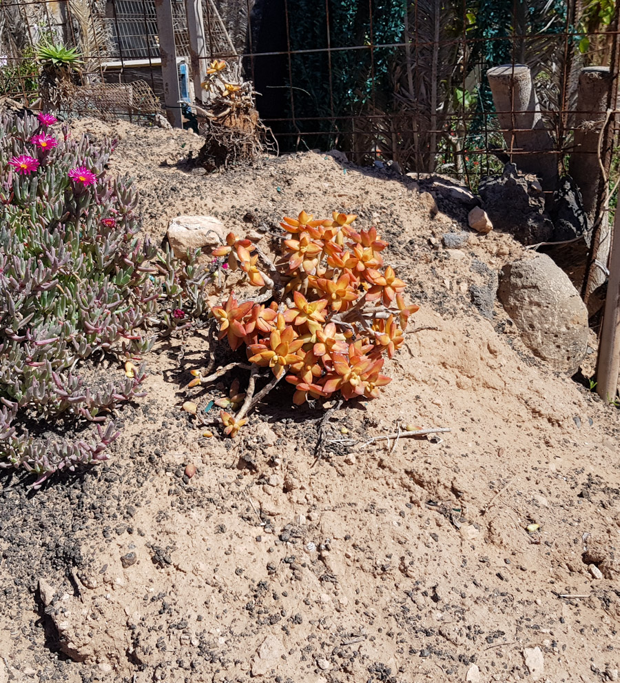 Image of Sedum adolphi specimen.