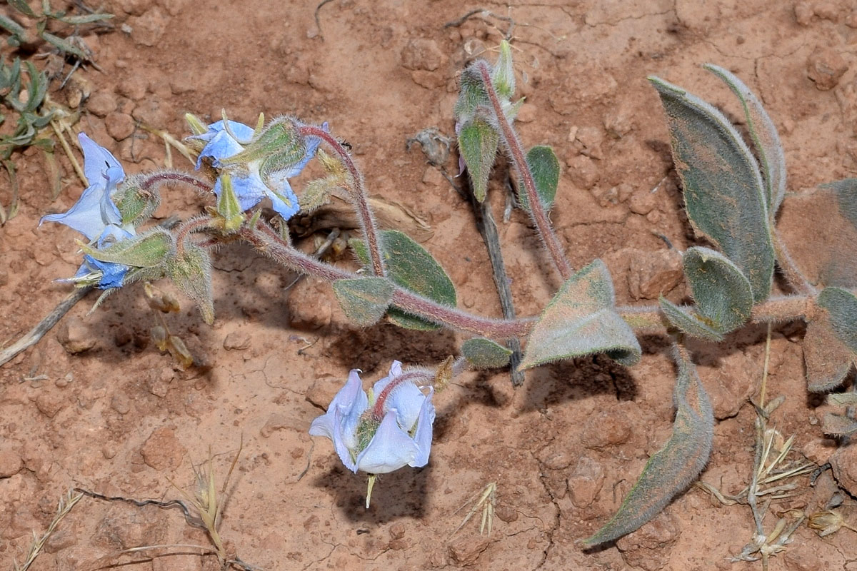 Image of Trichodesma incanum specimen.