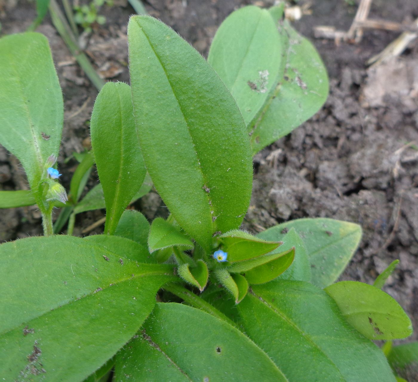 Image of Myosotis sparsiflora specimen.