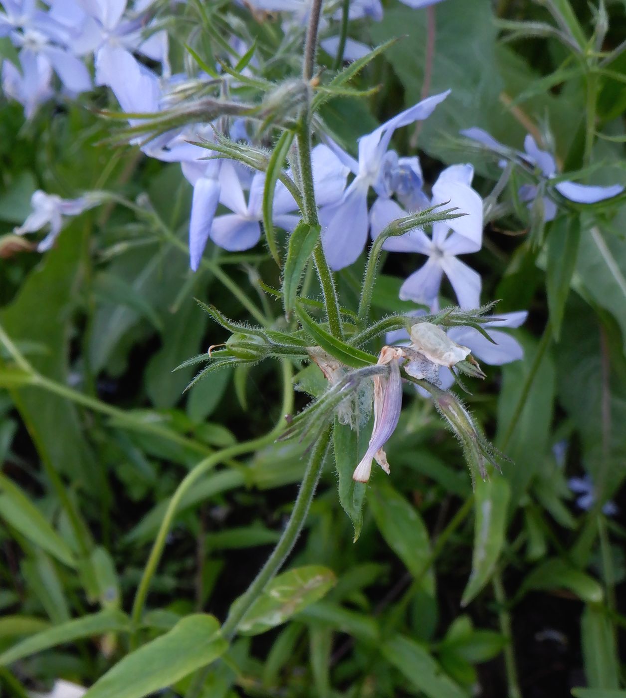 Image of Phlox divaricata specimen.