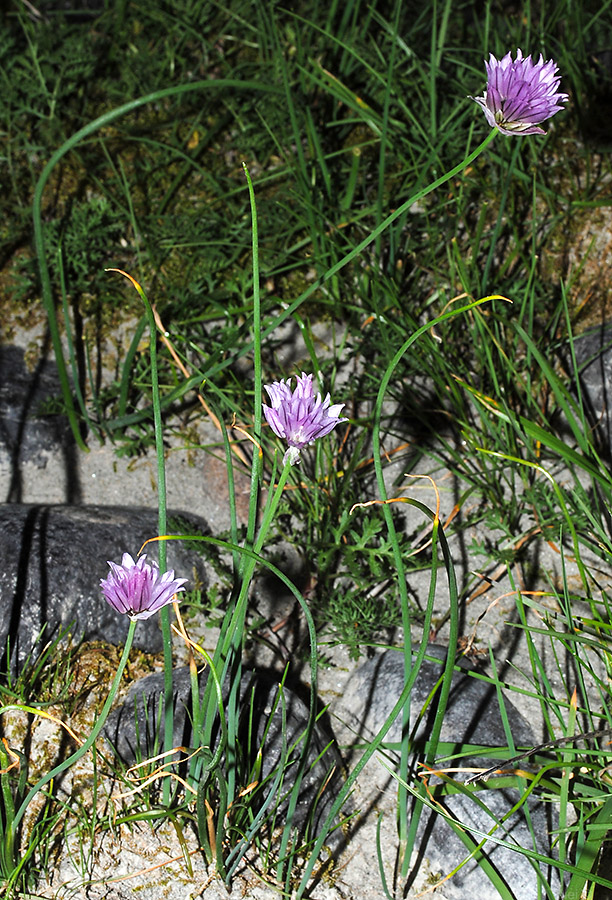 Изображение особи Allium schoenoprasum.